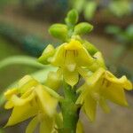 Polystachya pyramidalis Flower