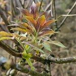 Sambucus racemosa Φύλλο