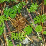 Acaena novae-zelandiae Habit