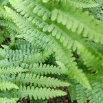 Dryopteris filix-mas葉