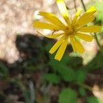 Hieracium venosum ফুল