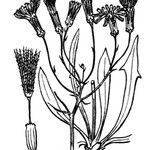 Chondrilla chondrilloides अन्य