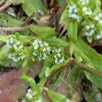 Valerianella eriocarpa Fula