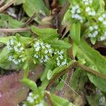 Valerianella eriocarpa 花