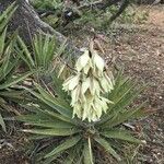 Yucca baccata Otro