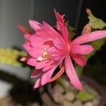 Disocactus phyllanthoides Flower
