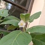 Solanum incanum Kwiat