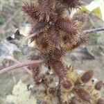 Xanthium orientale ഫലം