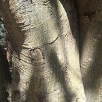 Ficus abutilifolia Bark