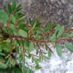 Phyllanthus caroliniensis Leaf