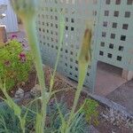 Tragopogon dubius Leaf