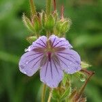 Geranium erianthum Flower