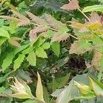 Mahonia aquifolium पत्ता