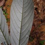 Monanthotaxis scamnopetala Leaf