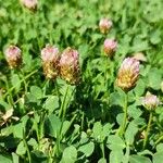 Trifolium fragiferum Çiçek
