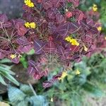 Oxalis hedysaroides Flor