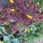 Oxalis barrelieri Flower