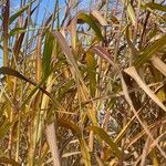 Miscanthus × longiberbis Foglia