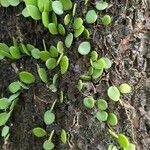 Pyrrosia piloselloides Leaf
