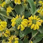 Phlomis fruticosaLorea