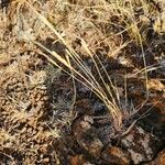 Heteropogon contortus Fruit