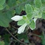 Scutellaria columnae Květ