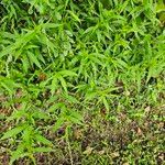 Persicaria punctata Habitat