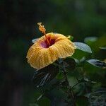 Hibiscus ovalifoliusFlower