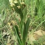 Dactylorhiza insularis Bark