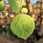 Cordia monoica Feuille