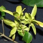 Tetrapterys discolor Arall