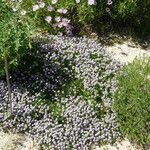 Thymus roegneri Hábito