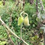 Martynia annua Fruit