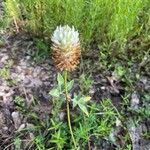 Trifolium vesiculosum Rhisgl