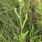 Nidorella aegyptiaca Hostoa