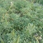 Ambrosia tenuifolia Hoja