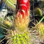 Echinopsis huascha Flor