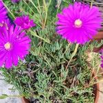 Delosperma cooperi Blomst