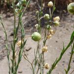 Linum lewisii Pokrój