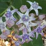 Calotropis gigantea Fiore