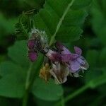 Vicia sepium Bloem