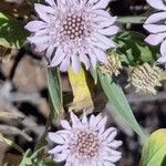 Pterocephalus lasiospermus Flower