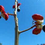 Paullinia elegans Fruit