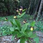 Cypripedium calceolus Costuma