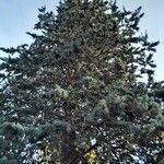 Cupressus arizonica Συνήθη χαρακτηριστικά