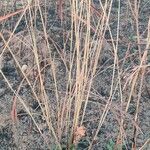 Andropogon gayanus Lubje