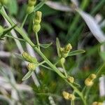 Thesium rostratum Fruit