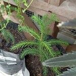 Araucaria nemorosa Hoja
