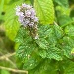 Mentha spicata Blüte