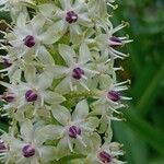 Eucomis pallidiflora 花